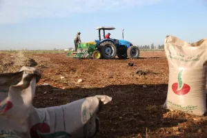 انخفاض أسعار بذور البطاطس في المغرب ينعش آمال الفلاحين رغم غياب الدعم الحكومي