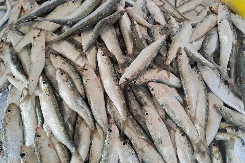 الدريوش: الرقمنة ومحاربة المضاربة ركيزتان لتطوير الصيد البحري وضبط سوق الأسماك