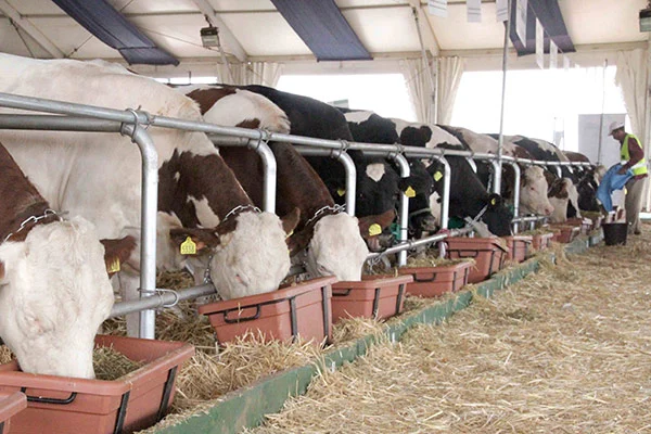 تعثر صادرات الماشية الإسبانية إلى المغرب يربك السوق ويعيد رسم خريطة التوريد