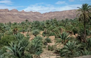 700 مليون درهم لإحياء واحات زاكورة ضمن برنامج مندمج يعيد رسم ملامح التنمية الواحية