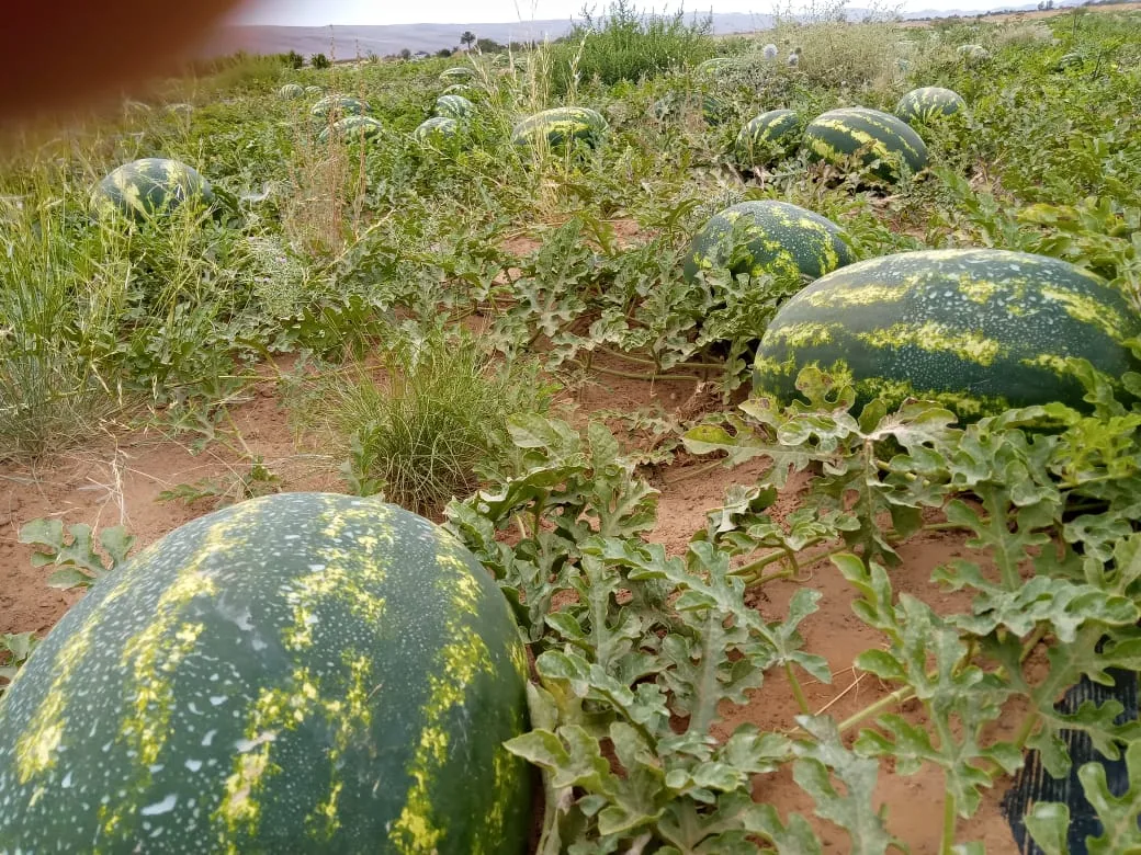تقنين زراعة البطيخ بزاكورة يحظى بإشادة جمعوية ويعزز الأمل في حماية الموارد المائية