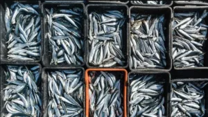 السردين يلامس 50 درهما للكيلوغرام في ظرفية تسبق رمضان وتربك موائد الأسر المغربية