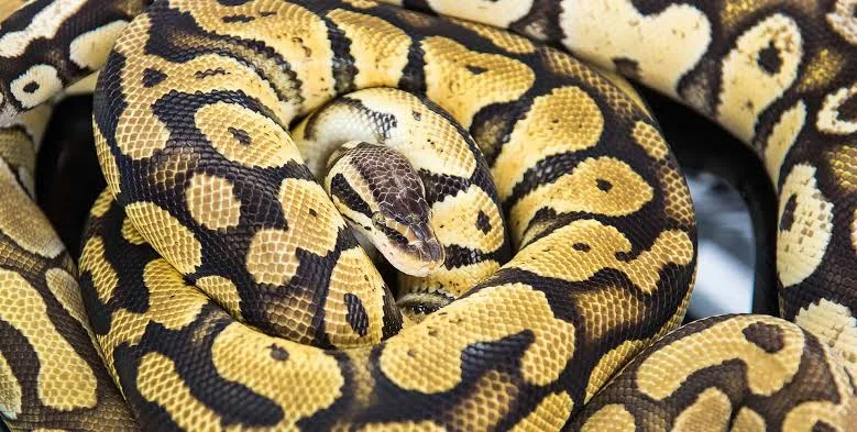 هولندا في حالة ذعر: 60 ثعبانًا داخل بيت واحد… والمحكمة تقول “كفى، هذا ليس حديقة حيوان!”