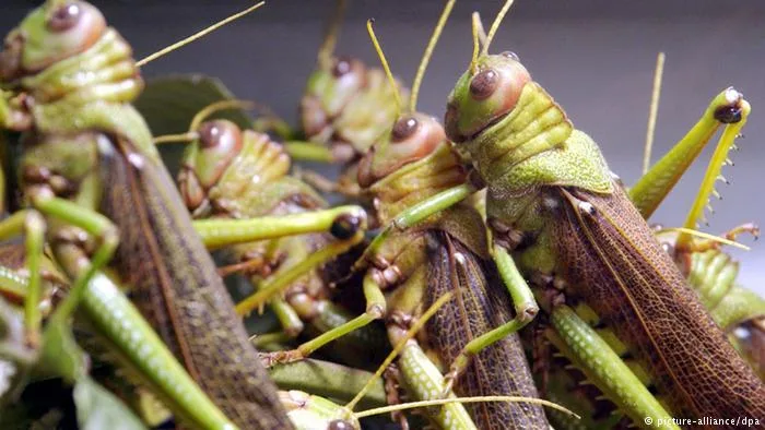 استنفار وطني لمواجهة خطر الجراد الصحراوي ودرء تداعياته على الأمن الغذائي