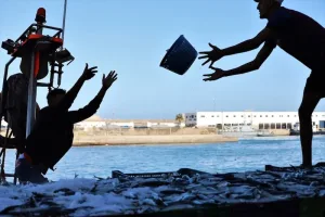 إغلاق المصيدة الأطلسية الجنوبية… خطوة لحماية السردين وتعزيز الأمن الغذائي
