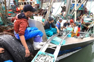 وفرة السردين بموانئ الجنوب تنعش التموين وتعيد الجدل حول أسعار التقسيط