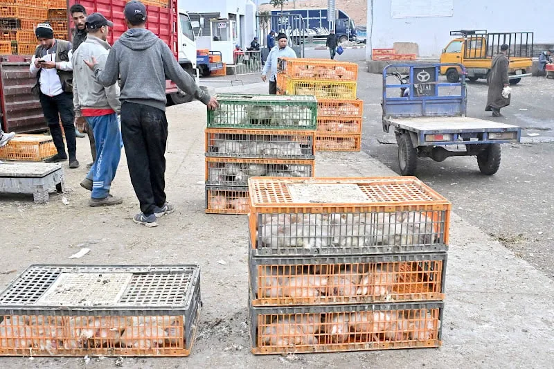 مرصد حماية المستهلك يدق ناقوس الخطر بشأن أسعار الدواجن ويدعو إلى تدخل عاجل قبل رمضان