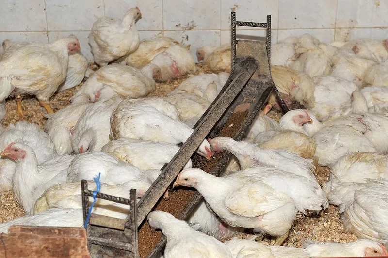 أزمة الأعلاف المركبة تفجر صراعاً بين مهنيي الدواجن وتضع سلاسل التموين تحت مجهر الشكوك