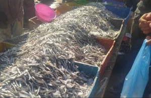 الناظور :     استنزاف خطير يضرب بحيرة مارتشيكا … صغار الأسماك في مهبّ الزوال والتوازن البيئي مهدد !