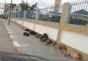 إمزورن :     الكلاب الضالة تغزو أحياء المدينة وسط مطالب بتدخل عاجل للسلطات