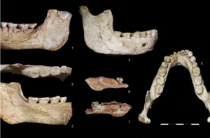 الأمازيغ أول البشر … دراسة علمية جديدة تعزز فرضية الأصل الحقيقي للإنسان العاقل انطلاقاً من المغرب قبل حوالي 750 ألف سنة