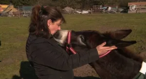 هولندا تمنح اللجوء ل 49 حماراً فلسطينيا