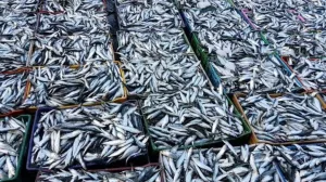 العيون :       قرار تجميد وحدات السردين يشعل بركان الغضب ويهدد بإفلاس جماعي