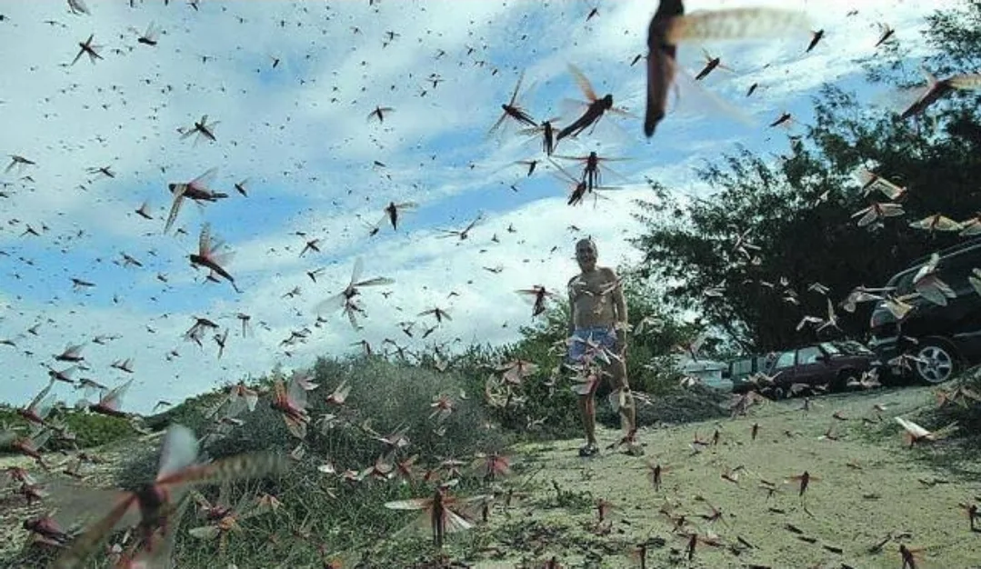 عاصفة من الجراد تضرب إسبانيا وتثير الذعر