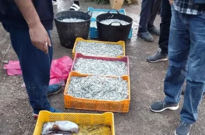 الحسيمة :     استمرار وعشوائية صيد سمك “الشنكيطي” يهدد الثروة البحرية بسواحل الإقليم