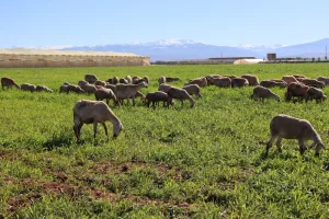 عودة الأمطار تنعش مراعي الدار البيضاء-سطات وتخفف أعباء مربي المواشي