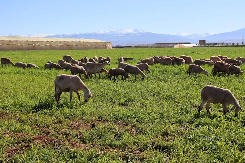 عودة الأمطار تنعش مراعي الدار البيضاء-سطات وتخفف أعباء مربي المواشي