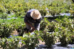 انفراج جوي ينعش آمال الفلاحين بعد أسابيع من الأمطار والفيضانات