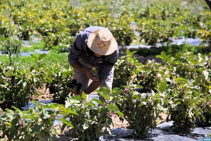 انفراج جوي ينعش آمال الفلاحين بعد أسابيع من الأمطار والفيضانات