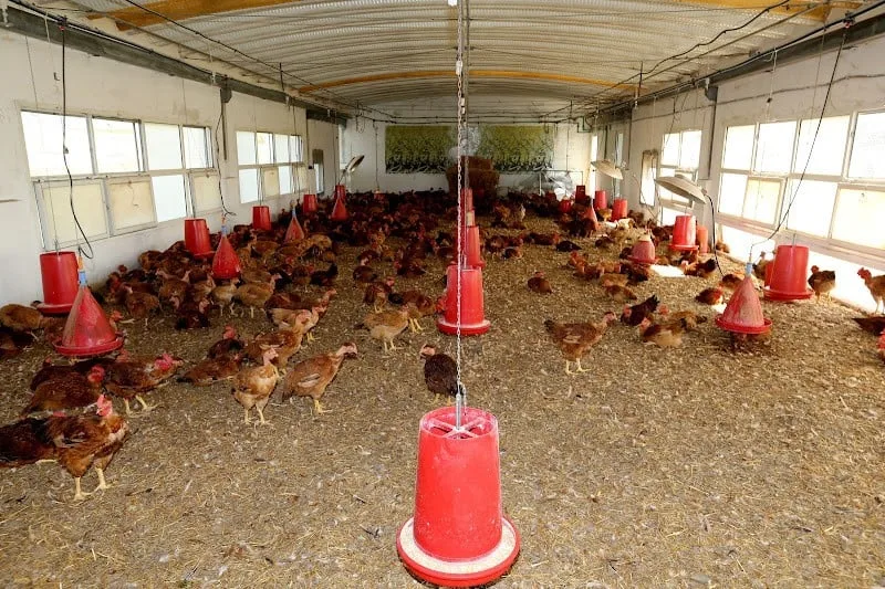 أزمة أعلاف الدواجن تربك السوق المغربية قبيل رمضان وتثير مخاوف من موجة غلاء جديدة