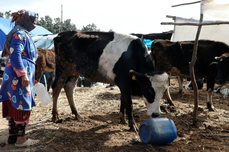 بعد الفيضانات.. هاجس الأعلاف يطارد “كسابة” سهول الغرب