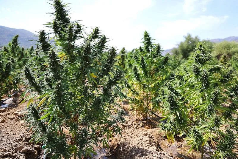 دراسة مغربية تربط صدمات الطفولة بإدمان القنب لدى الشباب