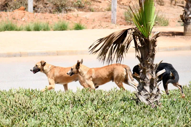 تعويض قضائي بمراكش يرسخ مسؤولية الجماعات عن أضرار الكلاب الضالة