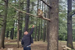 تحذير رسمي من إطعام قردة غابة أزرو بعد تزايد السلوك العدواني وخطر الاعتداءات على الزوار