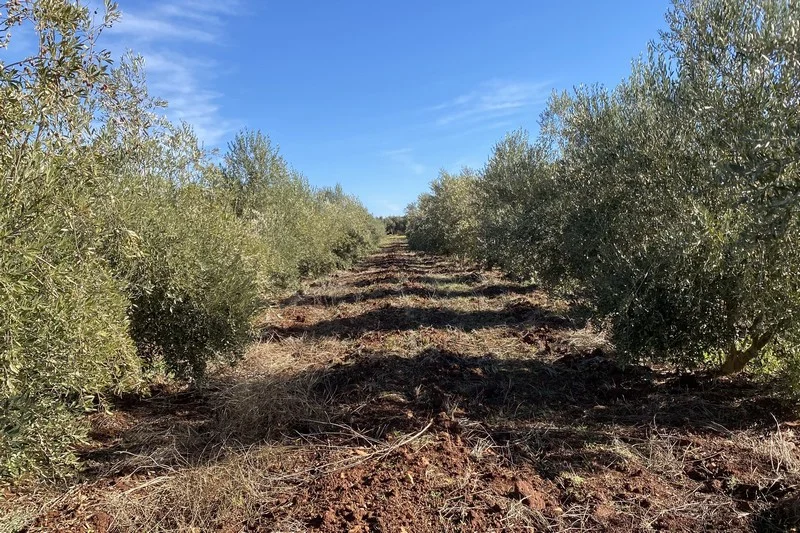 أمطار الموسم تنعش غرس الزيتون وتفتح آفاق توسع السلسلة الفلاحية