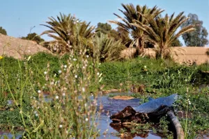 نداء واحات درعة يطلب طلقة مائية عاجلة لإنقاذ الفلاحة المعيشية