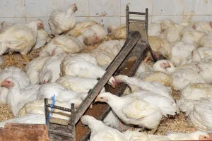 اختلالات في سلسلة الدواجن تضغط على المنتجين رغم وفرة العرض وتراجع الأسعار