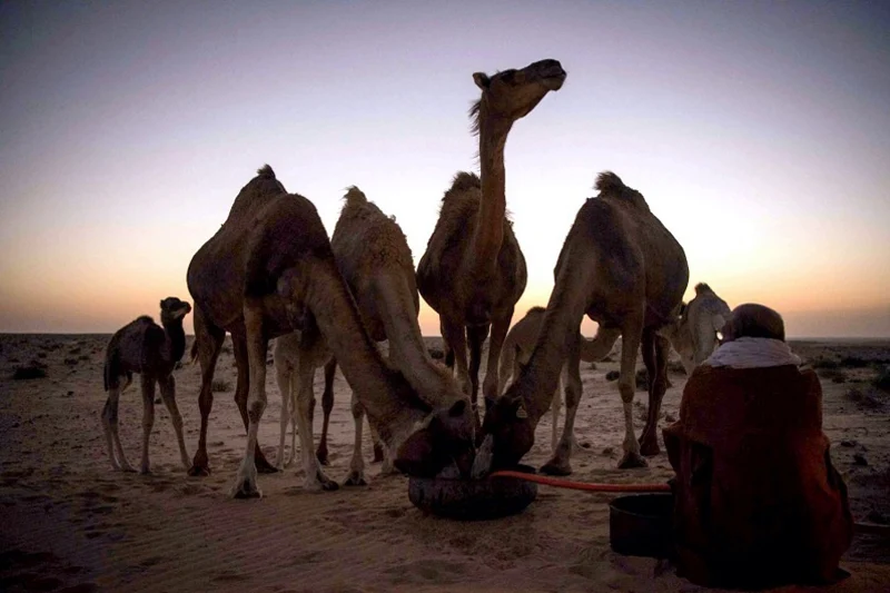 رمضان في الصحراء المغربية… ذاكرة من التضامن والنكهات وألعاب تعيد إحياء التراث الحساني