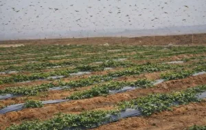أسراب الجراد الصحراوي تزحف نحو تنغير بعد ظهورها في زاكورة وتثير قلق الفلاحين