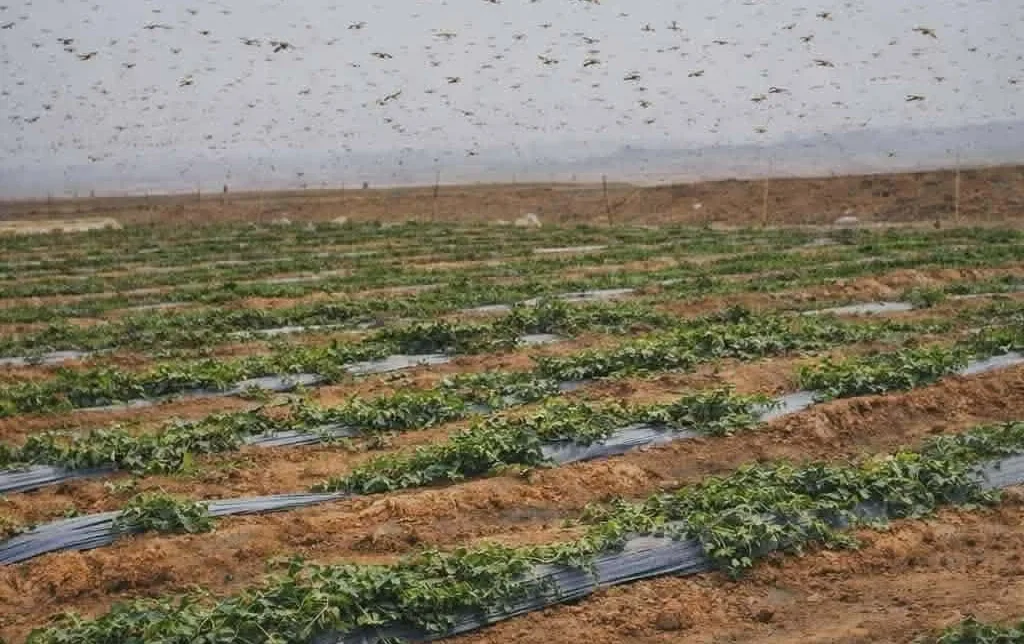 أسراب الجراد الصحراوي تزحف نحو تنغير بعد ظهورها في زاكورة وتثير قلق الفلاحين