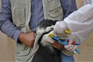 تقارير ترابية ترصد توظيف إحصاء المواشي لأغراض انتخابية بجهة الدار البيضاء-سطات