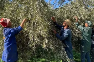 خسائر غير متوقعة تلاحق موسم الزيتون رغم وفرة الإنتاج