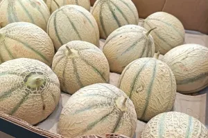 الشاغونتي المغربي يفتتح موسم التصدير نحو أوروبا وسط توقعات بتراجع الإنتاج