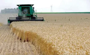 موسم فلاحي قوي وارتفاع مرتقب كبير في إنتاج الحبوب بالمغرب