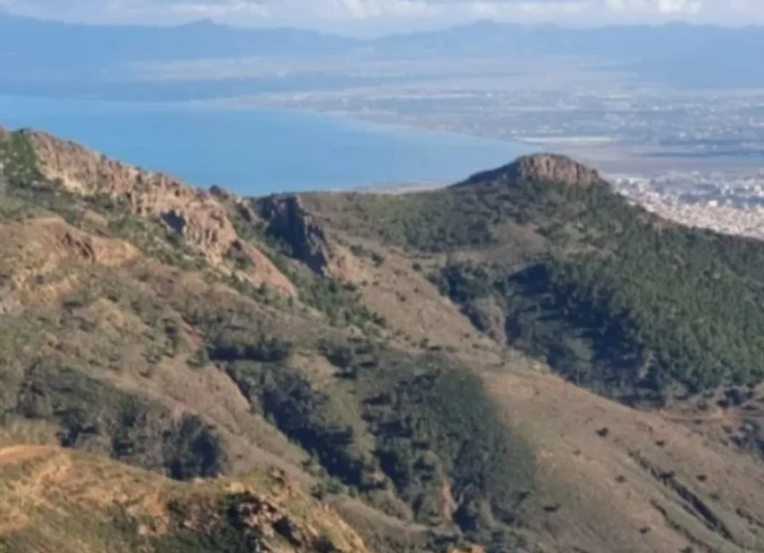 غابات الناظور تحتضر … البرلماني توحتوح يكشف حجم الكارثة البيئية ويطالب وزير الفلاحة بتدخل عاجل