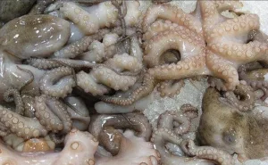 الحسبمة :    الأخطبوط يعيد الحياة إلى ميناء الصيد .. مفرغات تتجاوز 11.5 مليون درهم بعد ركود بداية السنة