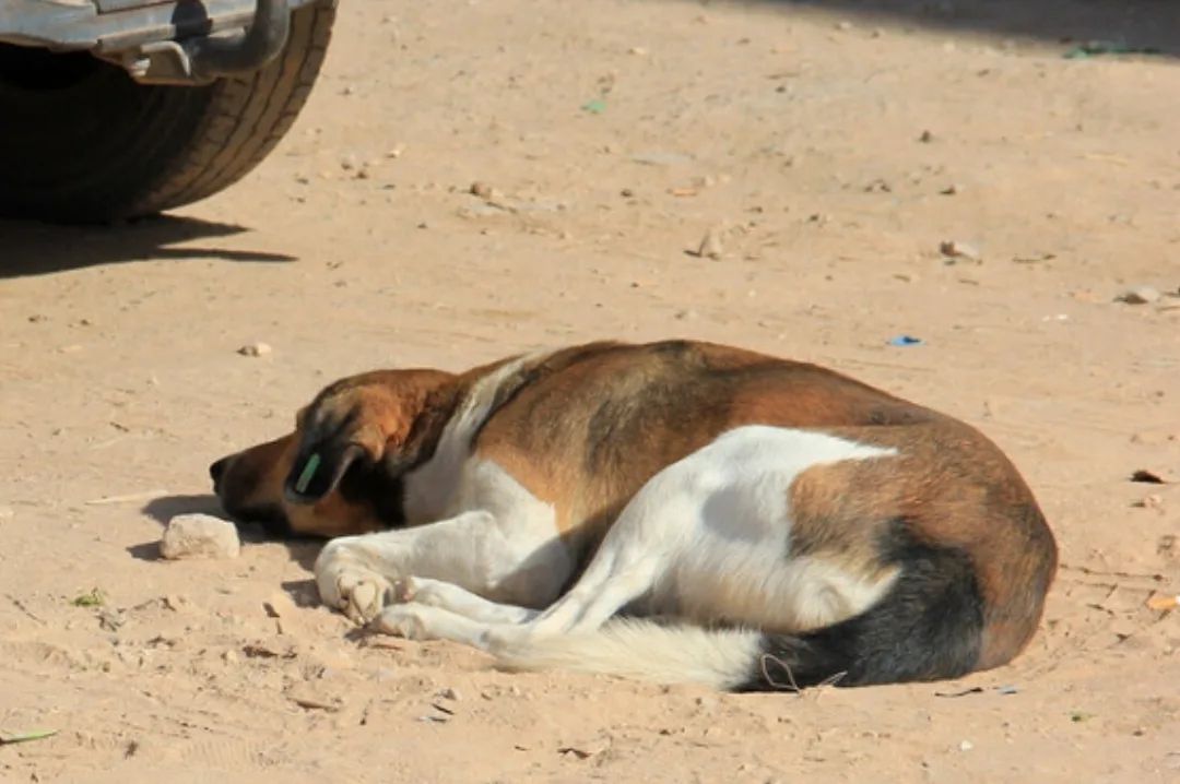 كلب مغربي ينهي حياة سائحة بريطانية بعد أشهر من عودتها لبلادها