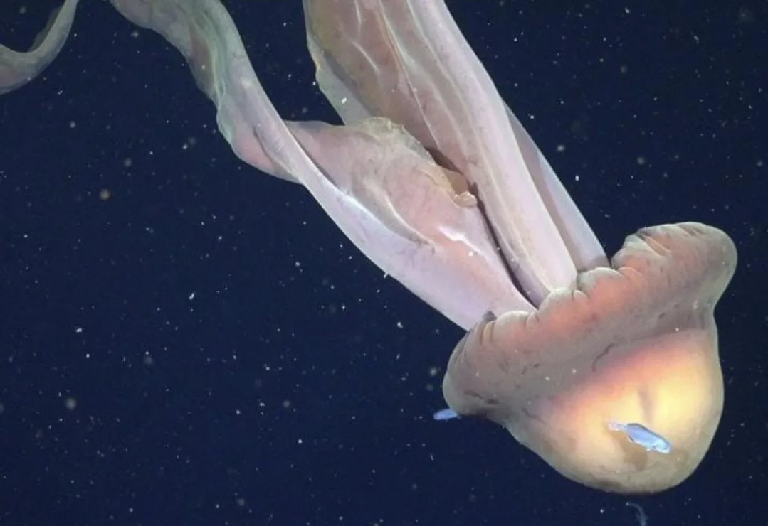 مخلوق بحري مرعب … قنديل شبح بطول أحد عشر متراً يظهر في أعماق البحر ويذهل العلماء