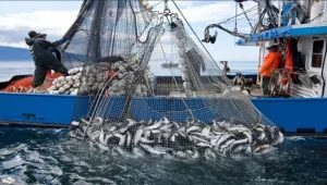 ارتفاع قيمة منتجات الصيد الساحلي والتقليدي إلى أكثر من 2,36 مليار درهم حتى نهاية فبراير 2026