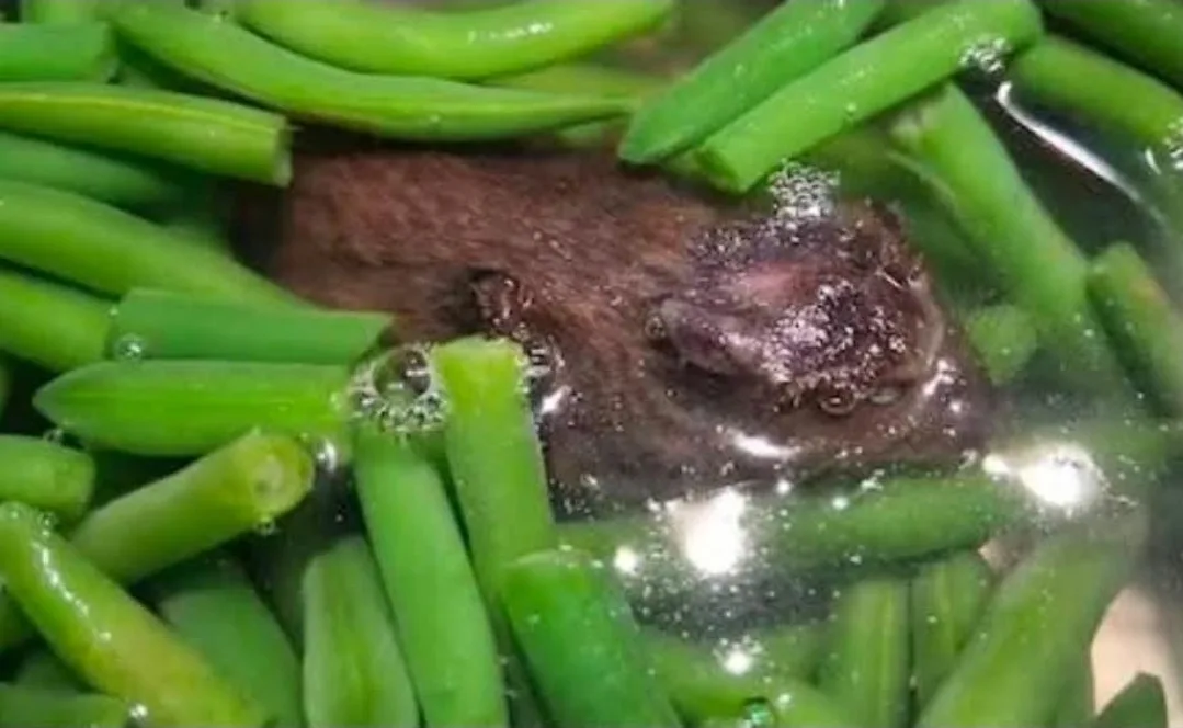 هولندا .. “فئران مجمّدة” تهز ثقة المستهلكين ومغاربة المهجر يتساءلون عن سلامة غذائهم