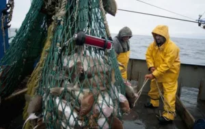 هولندا .. ارتفاع أسعار الوقود يوقف أساطيل الصيد ويهدد الأسواق المحلية