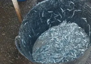 الحسيمة :     إستنزاف مقلق لأسماك “الشنكيطي” الصغيرة بأسواق الإقليم ومطالب بتشديد المراقبة