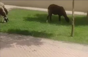 وجدة :    مستودع الأموات يتحول إلى مرعى للأغنام واستياء واسع من تسيير المصلحة