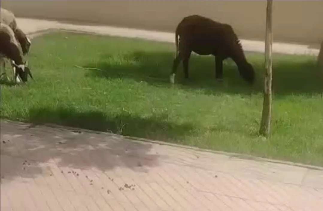 وجدة :    مستودع الأموات يتحول إلى مرعى للأغنام واستياء واسع من تسيير المصلحة