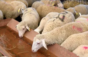 طنجة :      وصول أغنام “ميرينو” إلى المغرب يشعل النقاش حول الأسعار والجودة