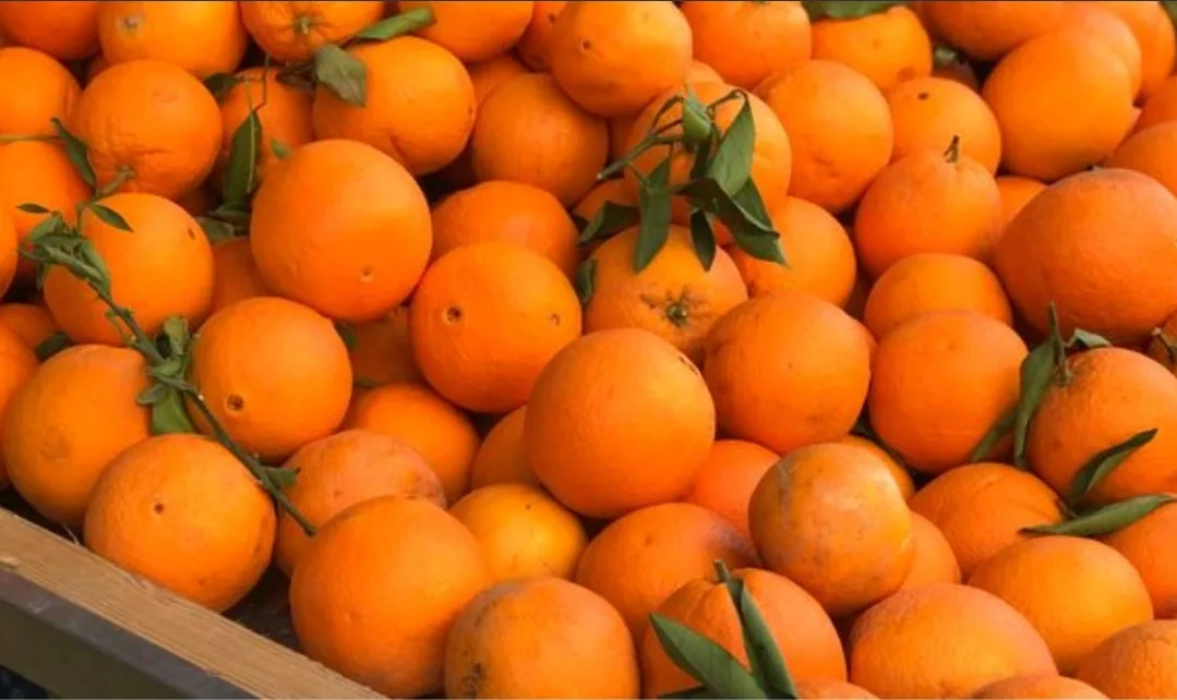 شحنة الماندرين المغربي تعود من روسيا بسبب حشرة خطيرة